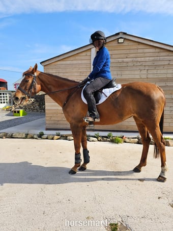 "Lottie " Chestnut Mare All Rounder
