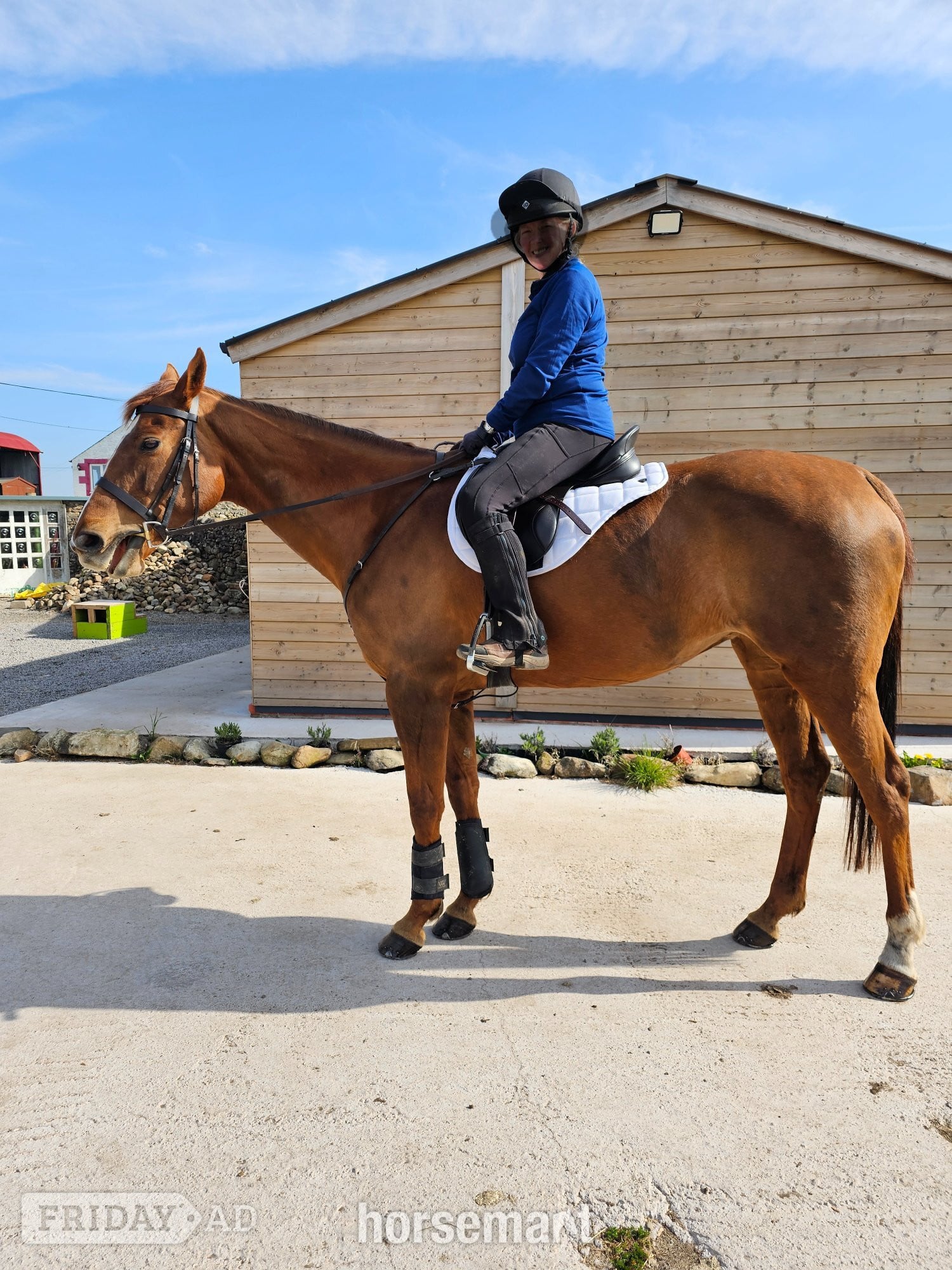 "Lottie " Chestnut Mare All Rounder in Lockerbie