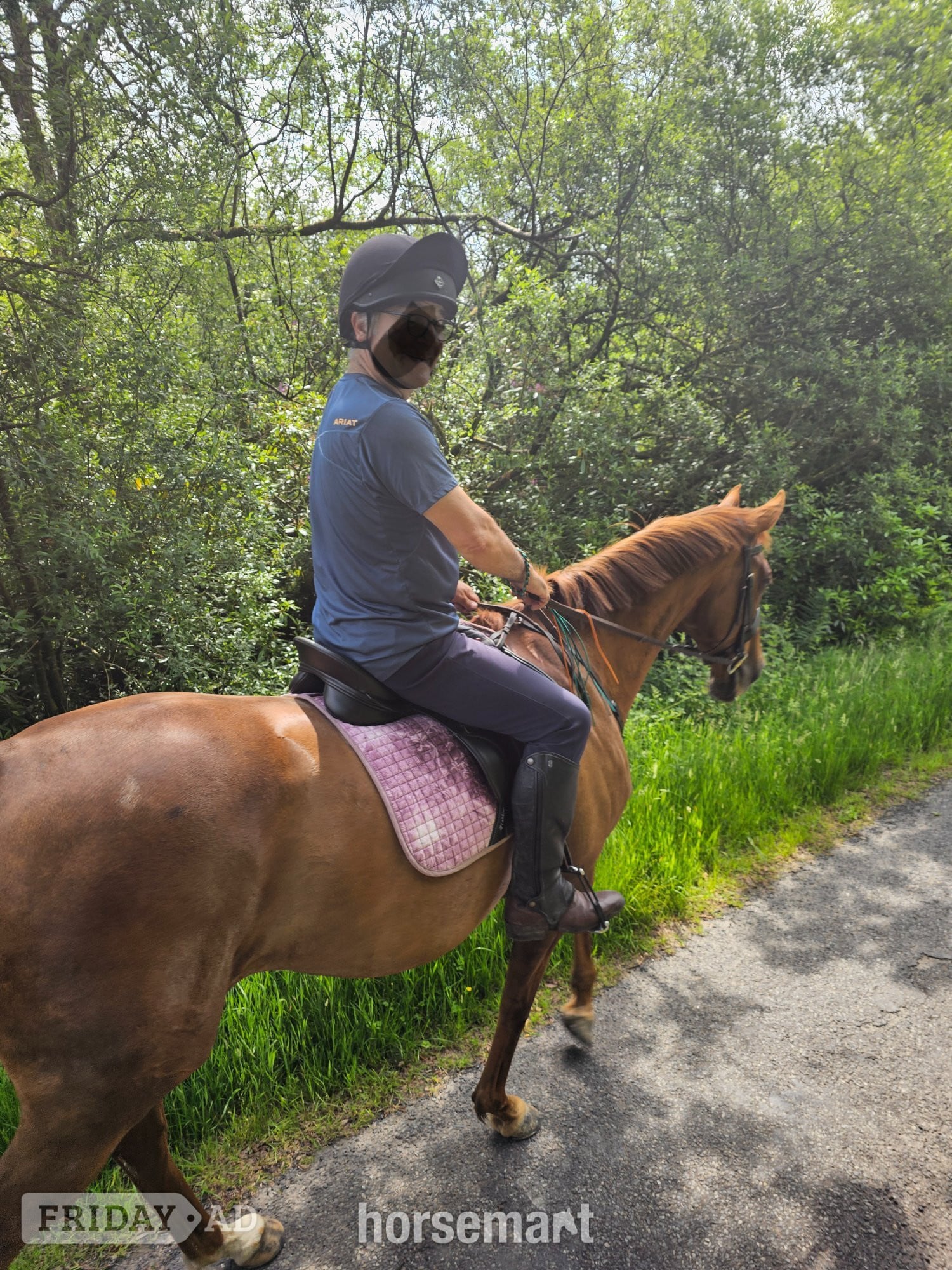 "Lottie " Chestnut Mare All Rounder - Horses