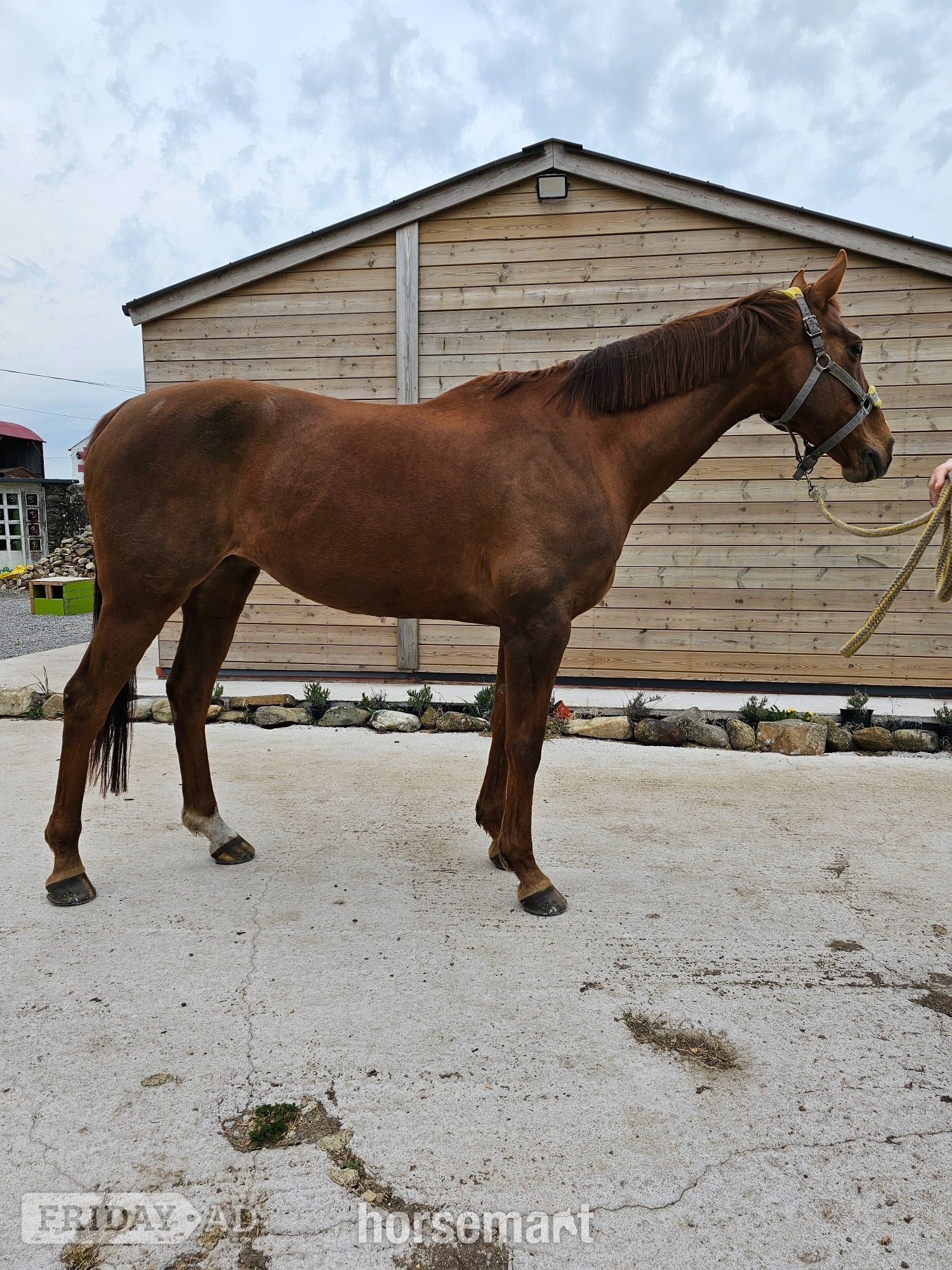"Lottie " Chestnut Mare All Rounder