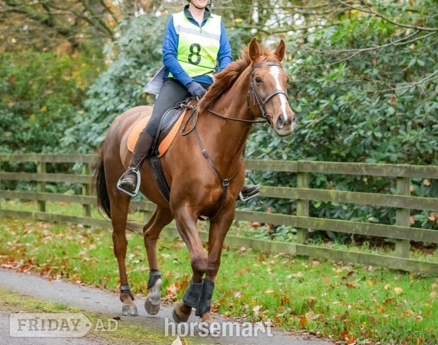 "Lottie " Chestnut Mare All Rounder - Horses in Lockerbie