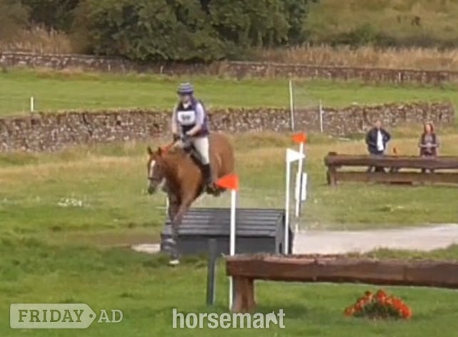 Lockerbie "Lottie " Chestnut Mare All Rounder