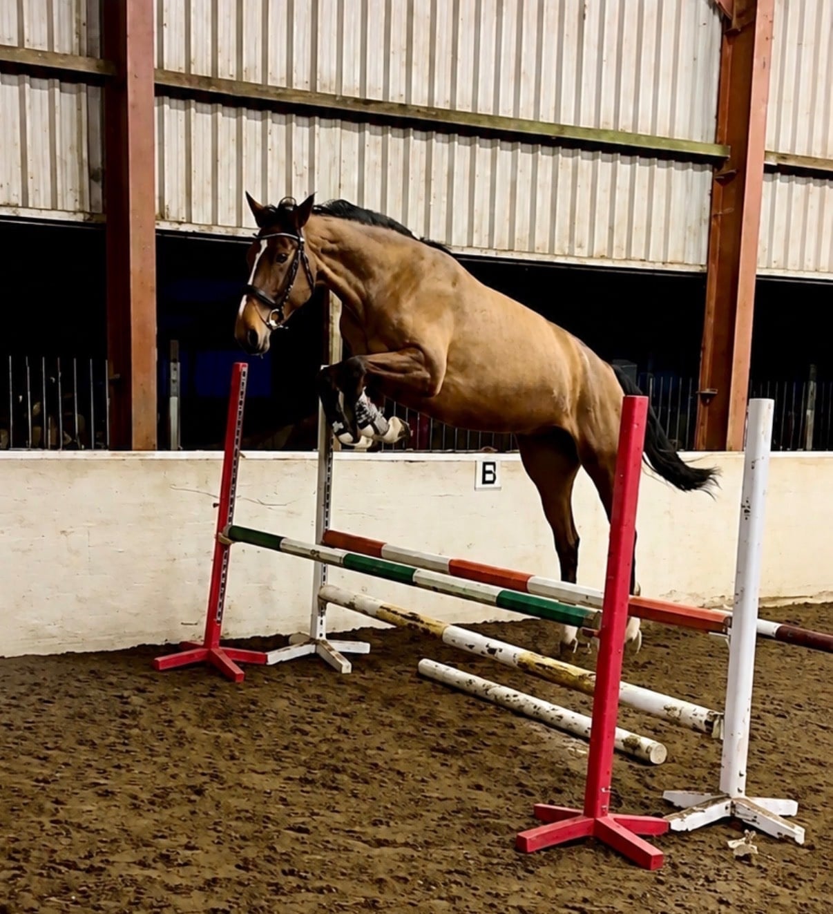 "Spot on Gucci’s glory " Bay Mare All Rounder - Horses in Cardiff