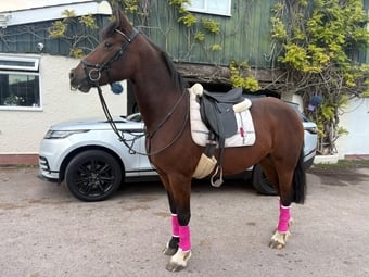 "Estelle" Bay Mare All Rounder