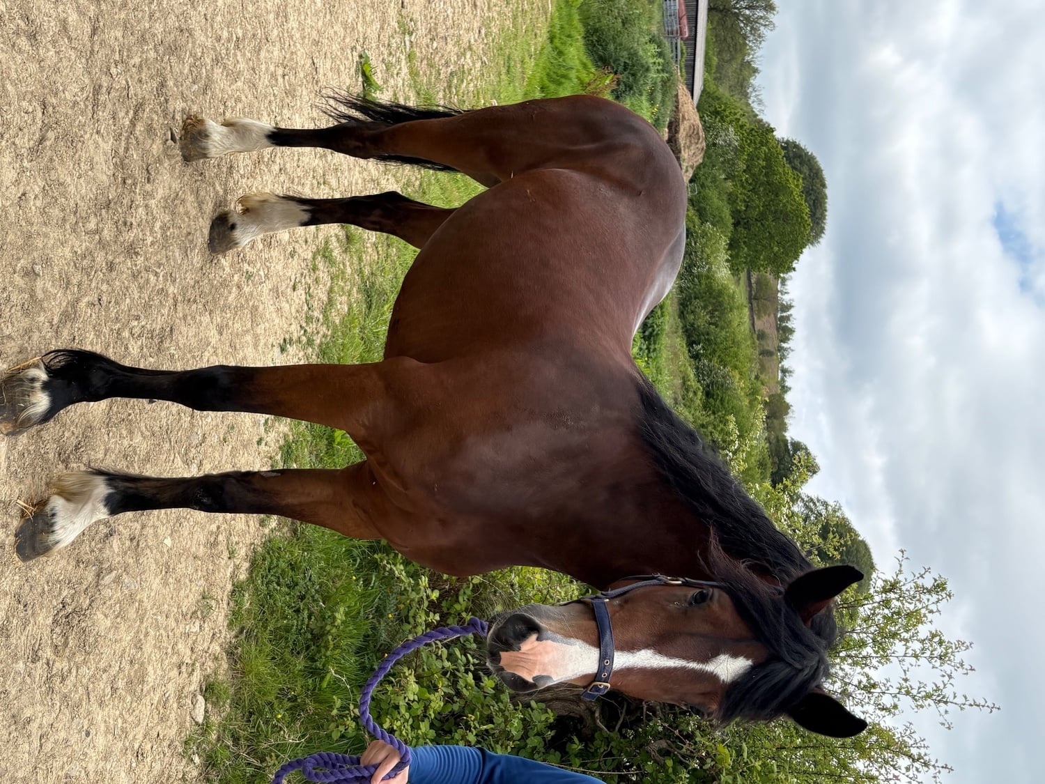 "Estelle" Bay Mare All Rounder