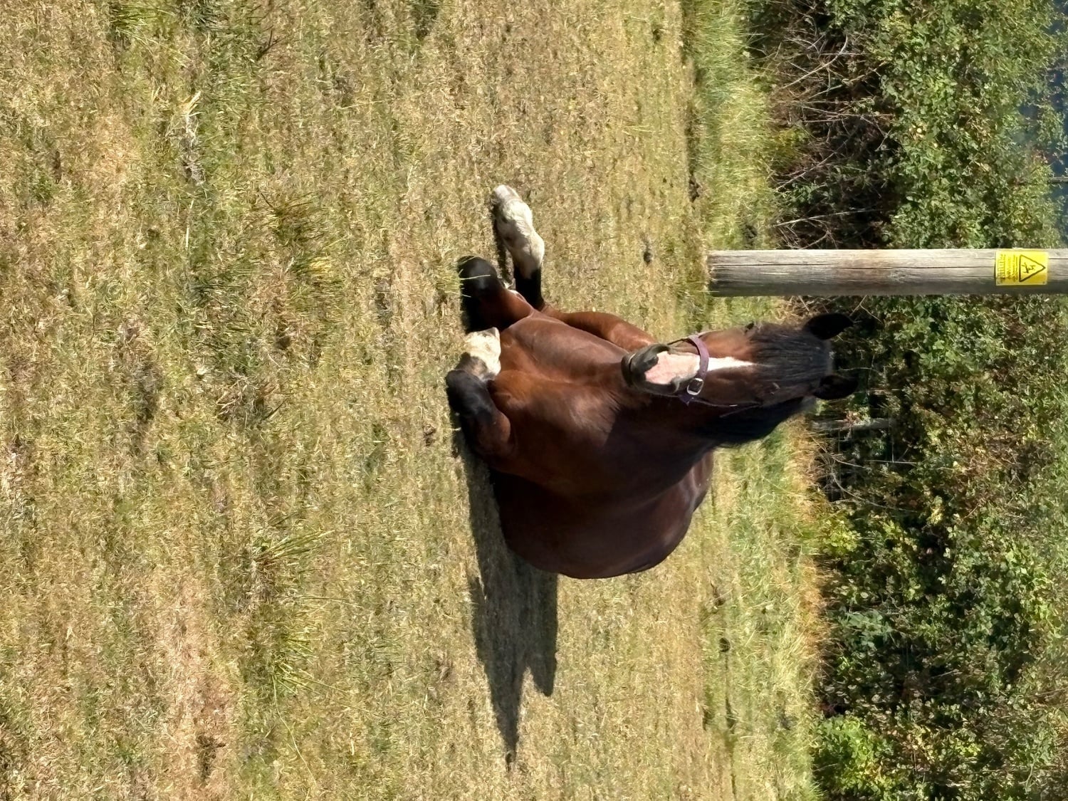 "Estelle" Bay Mare All Rounder - Horses in Caerphilly