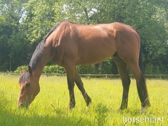 "Otto" Bright Bay Gelding Happy Hacker