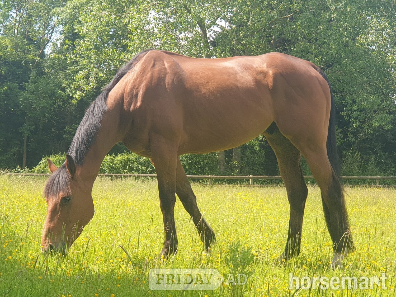 "Otto" Bright Bay Gelding Happy Hacker in Sandwich