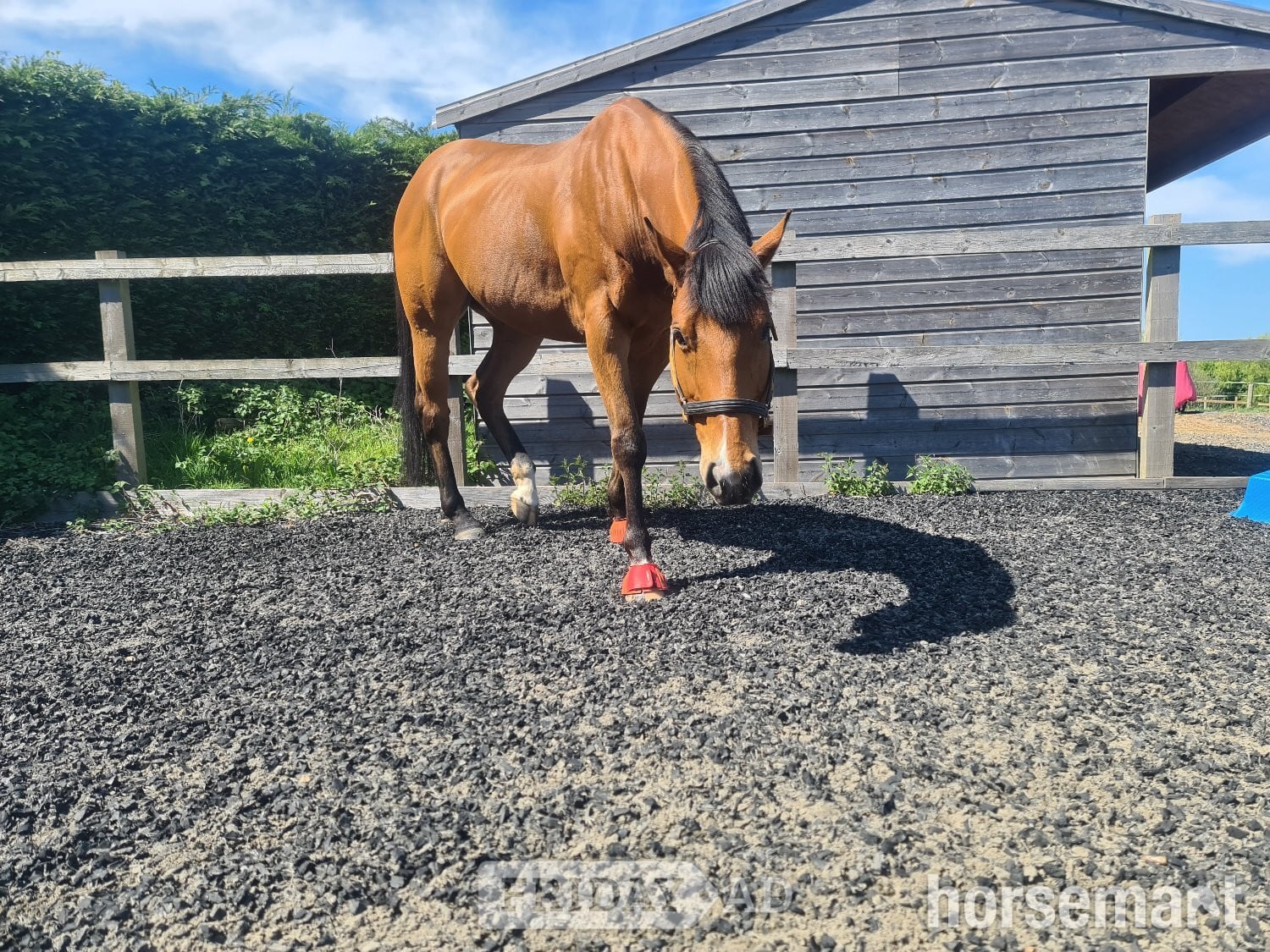 "Otto" Bright Bay Gelding Happy Hacker - Horses in Sandwich
