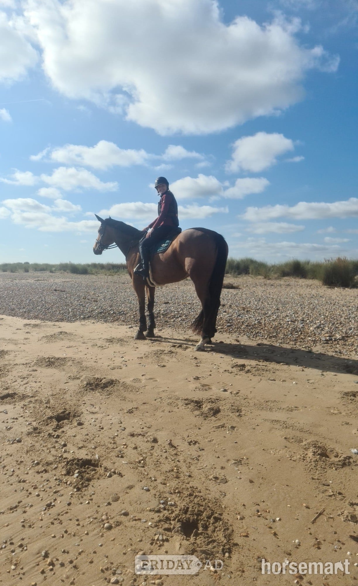 "Otto" Bright Bay Gelding Happy Hacker