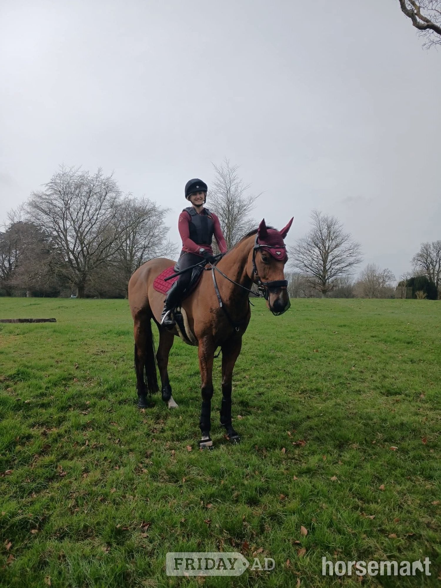 Sandwich "Otto" Bright Bay Gelding Happy Hacker