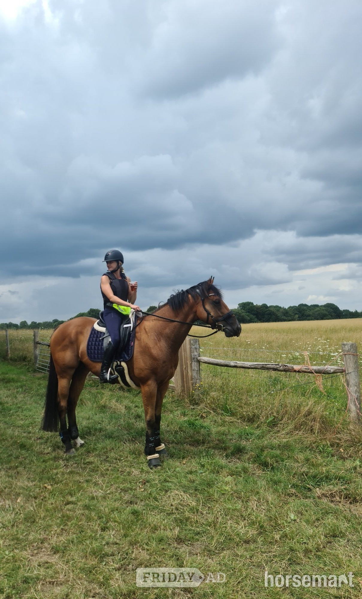 "Otto" Bright Bay Gelding Happy Hacker - Horses