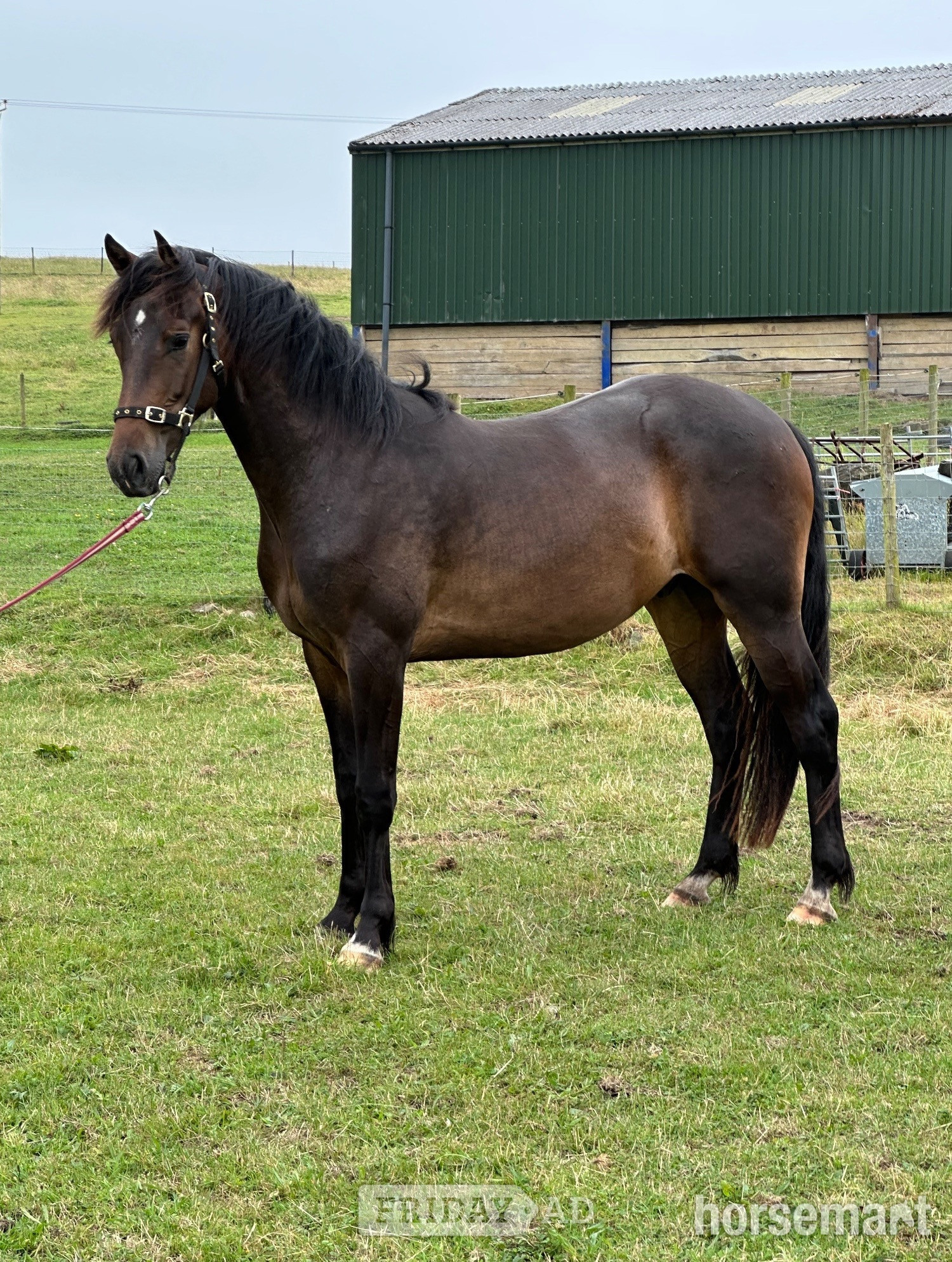 "Draco" Bay Gelding All Rounder in Holmrook