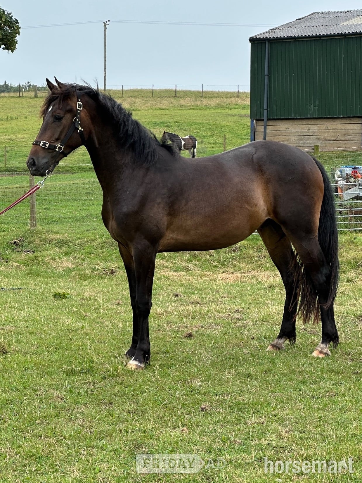 "Draco" Bay Gelding All Rounder