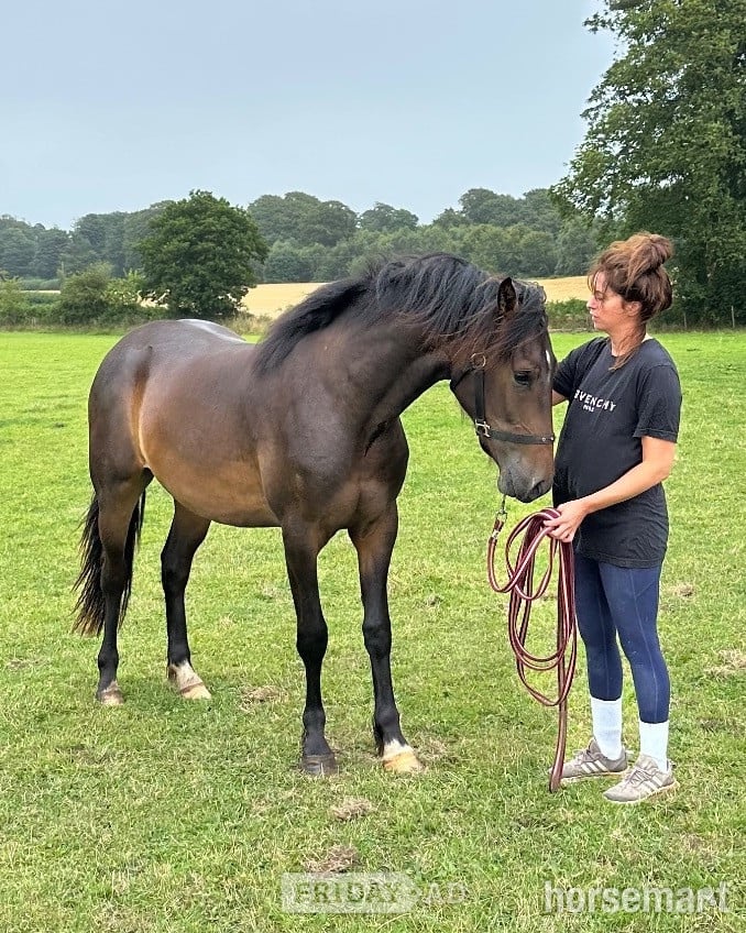 Holmrook "Draco" Bay Gelding All Rounder