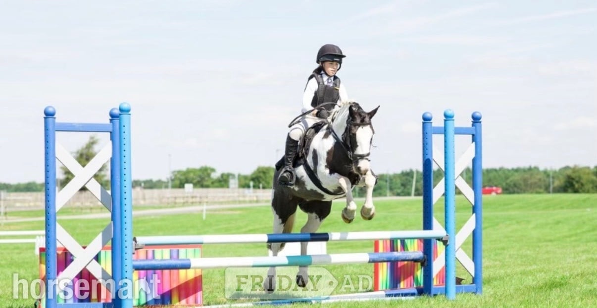 "Cherry"  Mare Pony Club Pony in Leeds