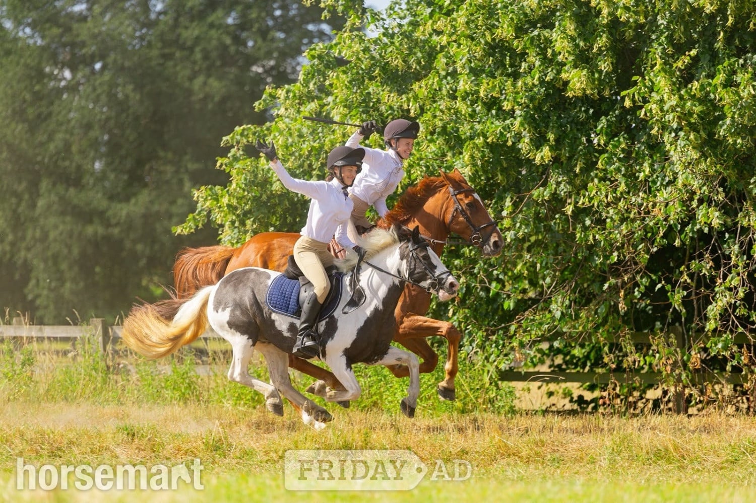 "Cherry"  Mare Pony Club Pony