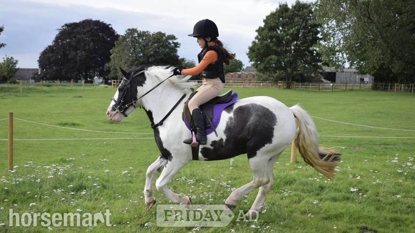 Leeds "Cherry"  Mare Pony Club Pony