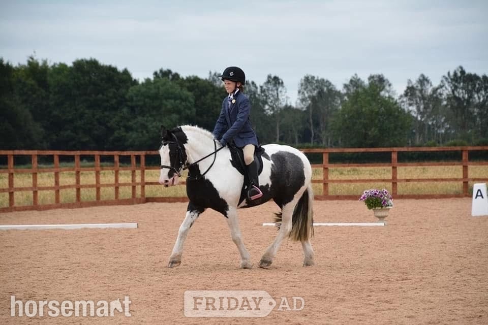 "Cherry"  Mare Pony Club Pony - Horses in Leeds