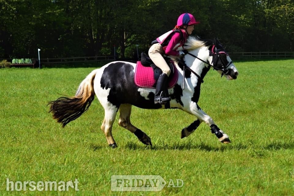 "Cherry"  Mare Pony Club Pony - Horses