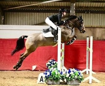 "JSB TIKTOK" Bay Mare Show Jumper