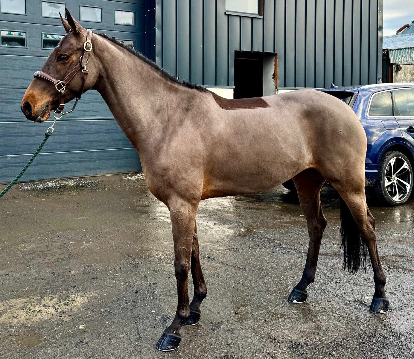 "JSB TIKTOK" Bay Mare Show Jumper