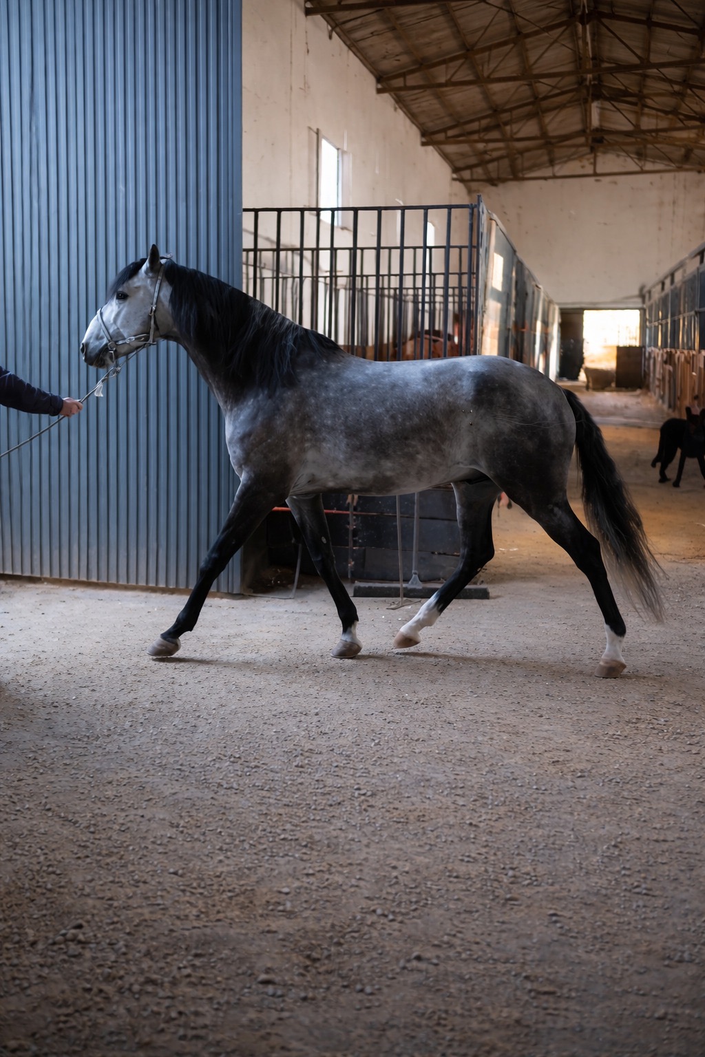 "Centurion" Dapple Grey Stallion Spanish / Iberian Horse - Horses in Blackburn