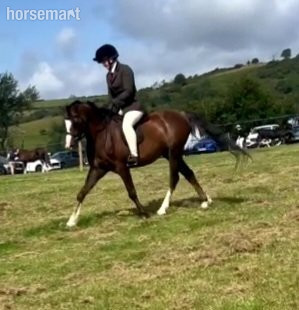 "Telynau oriel " Bay Roan Gelding Family Horse