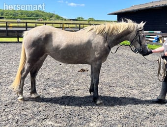 "Lowerwood bloom" Grey Mare All Rounder