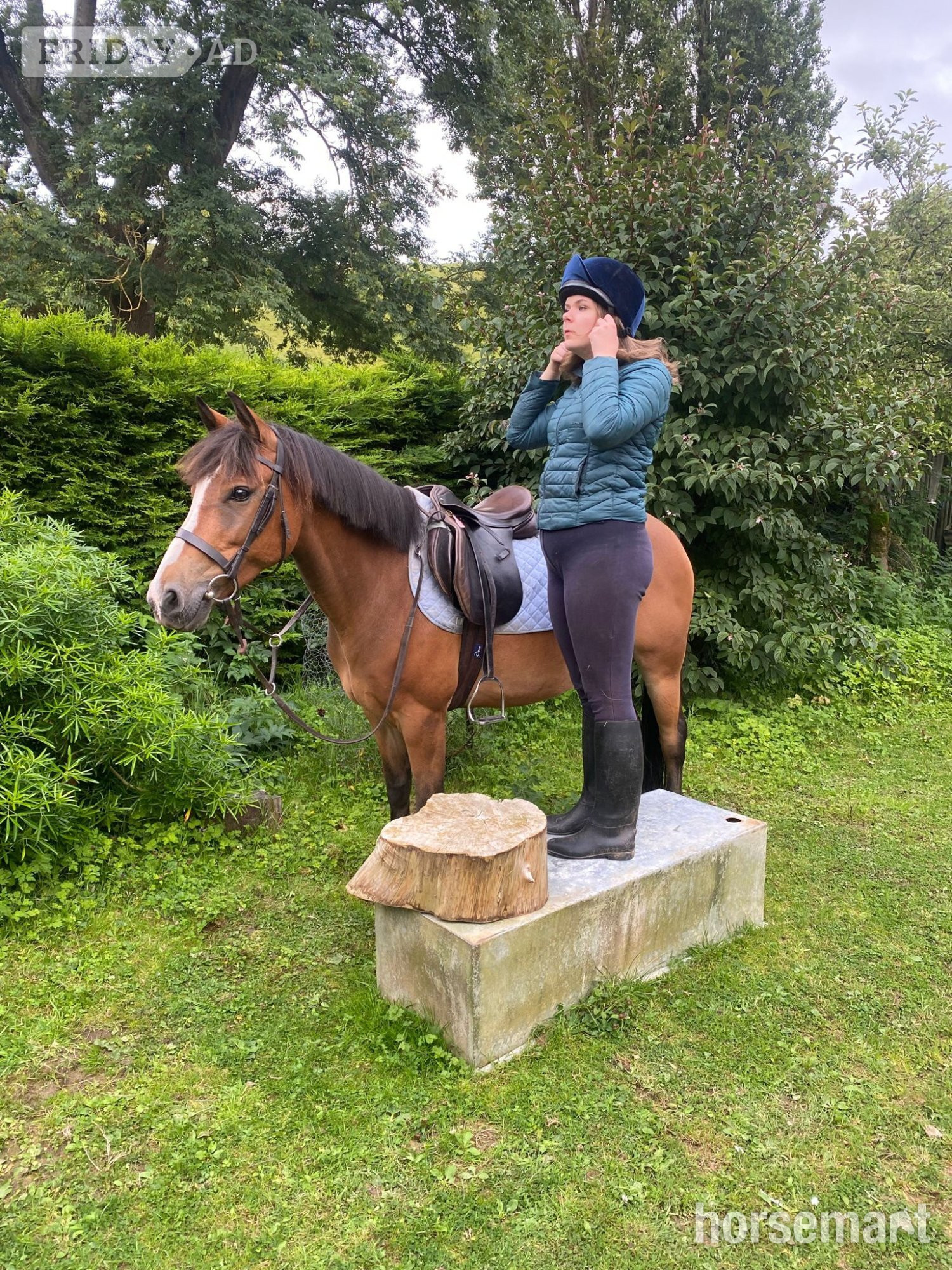 14.1 hh gelding 11 yo, free loan, or lwvtb - Horses