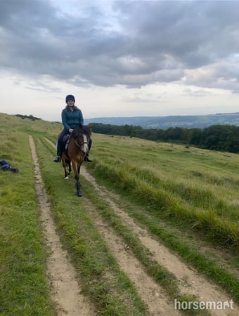 14.1 hh gelding 10 yo, professionally broken but green