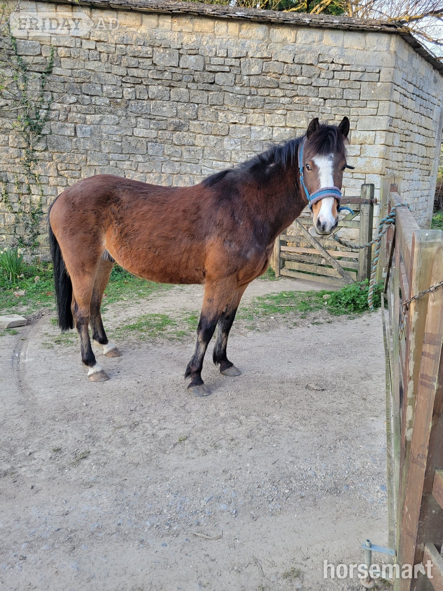 14.1 hh gelding 10 yo, professionally broken but green - Horses in Winchcombe
