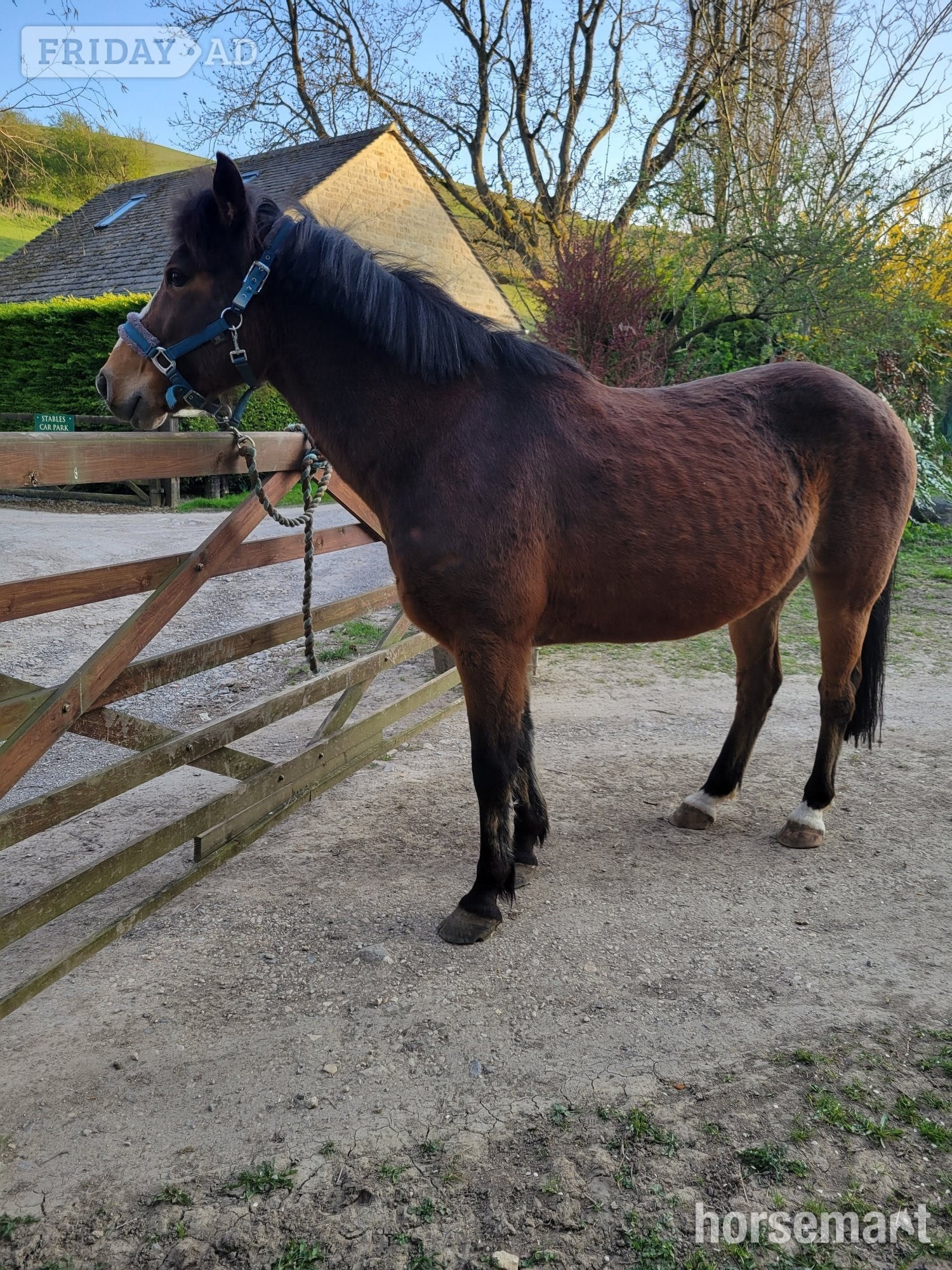 Winchcombe 14.1 hh gelding 10 yo, professionally broken but green