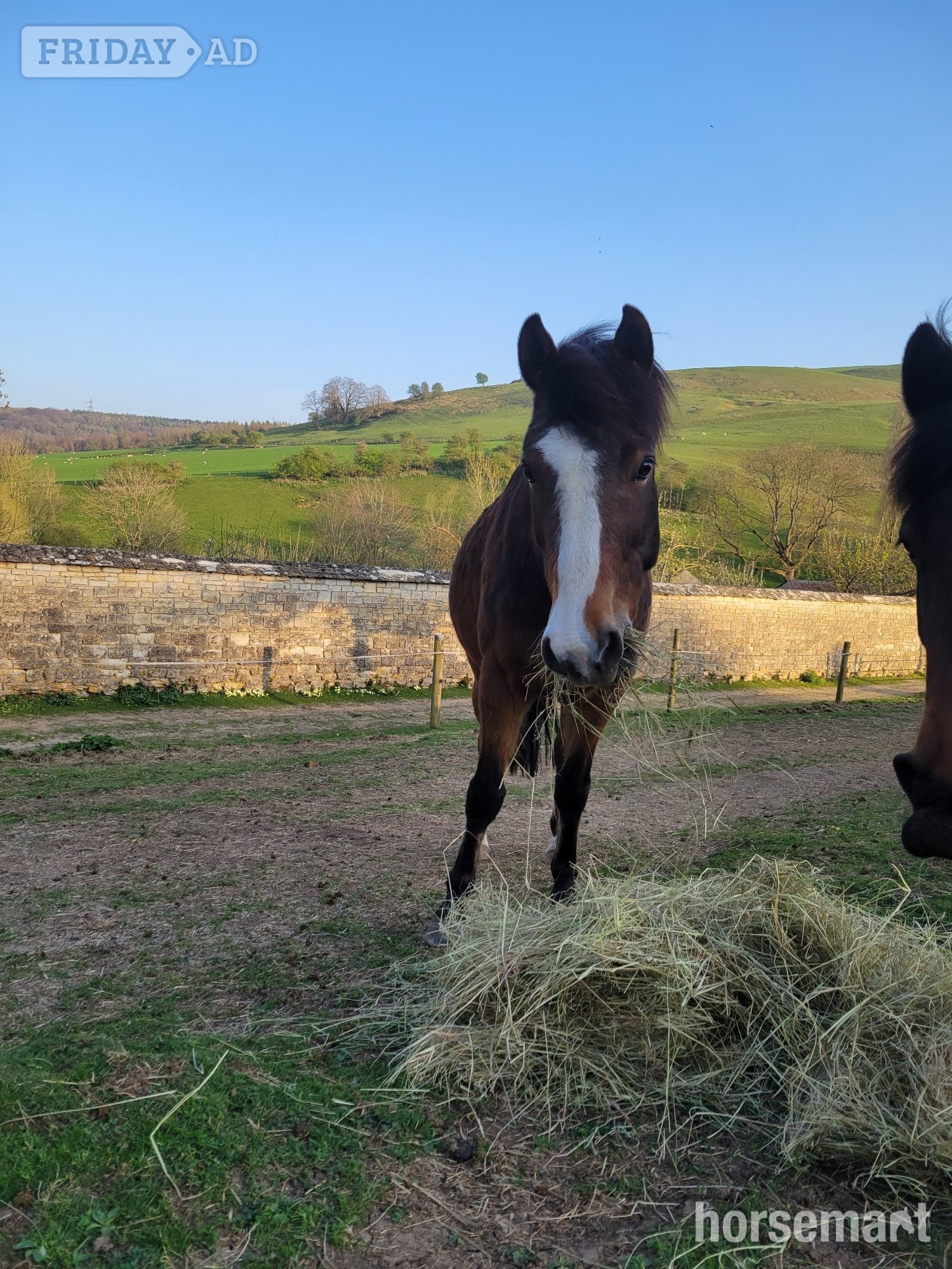 14.1 hh gelding 10 yo, professionally broken but green - Horses