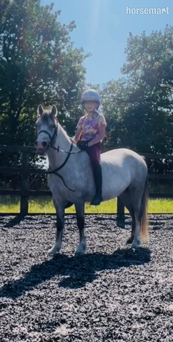 "Autum" Grey Filly All Rounder