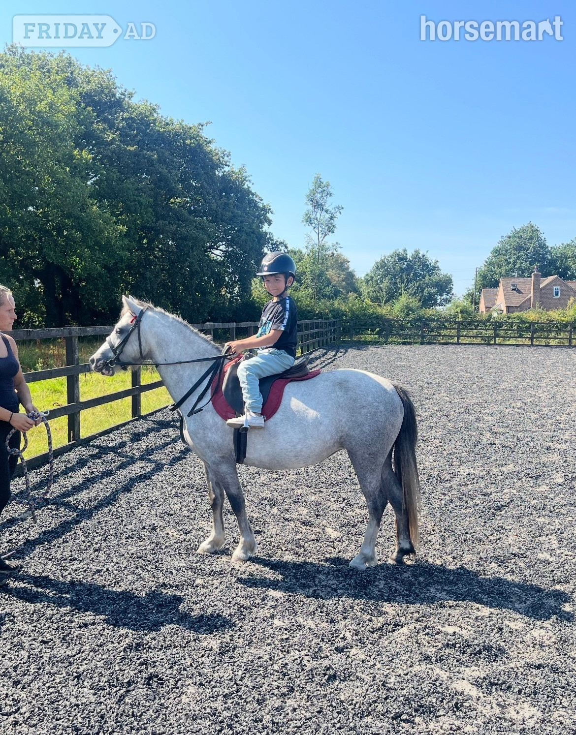 "Autum" Grey Filly All Rounder - Horses in Stoke