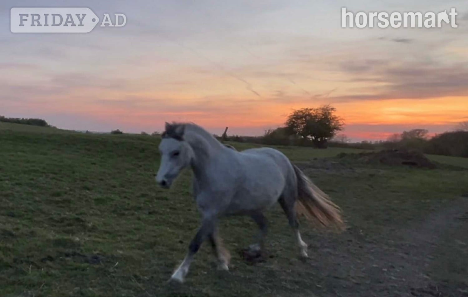 Stoke "Autum" Grey Filly All Rounder