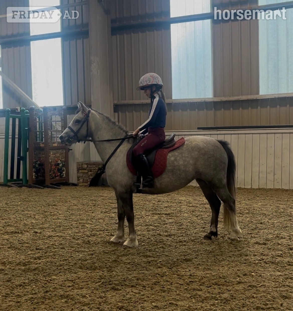 "Autum" Grey Filly All Rounder
