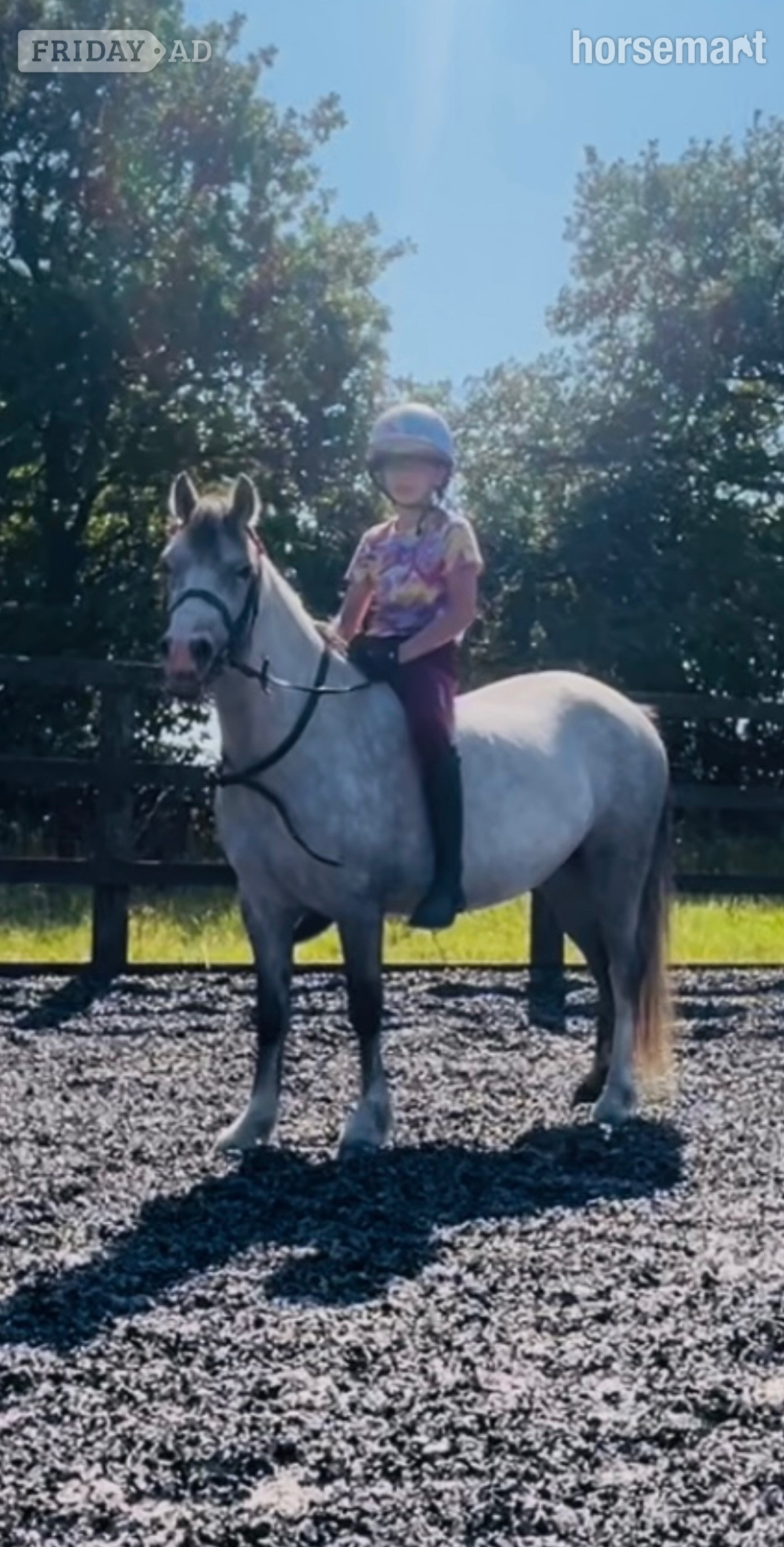 "Autum" Grey Filly All Rounder in Stoke