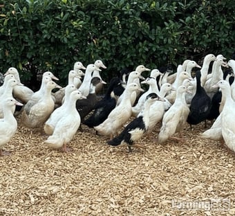 Ducks &amp; Ducklings in a range of breeds 