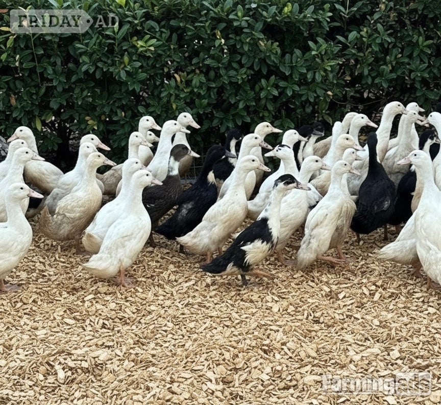 Ducks &amp; Ducklings in a range of breeds  in Swannington