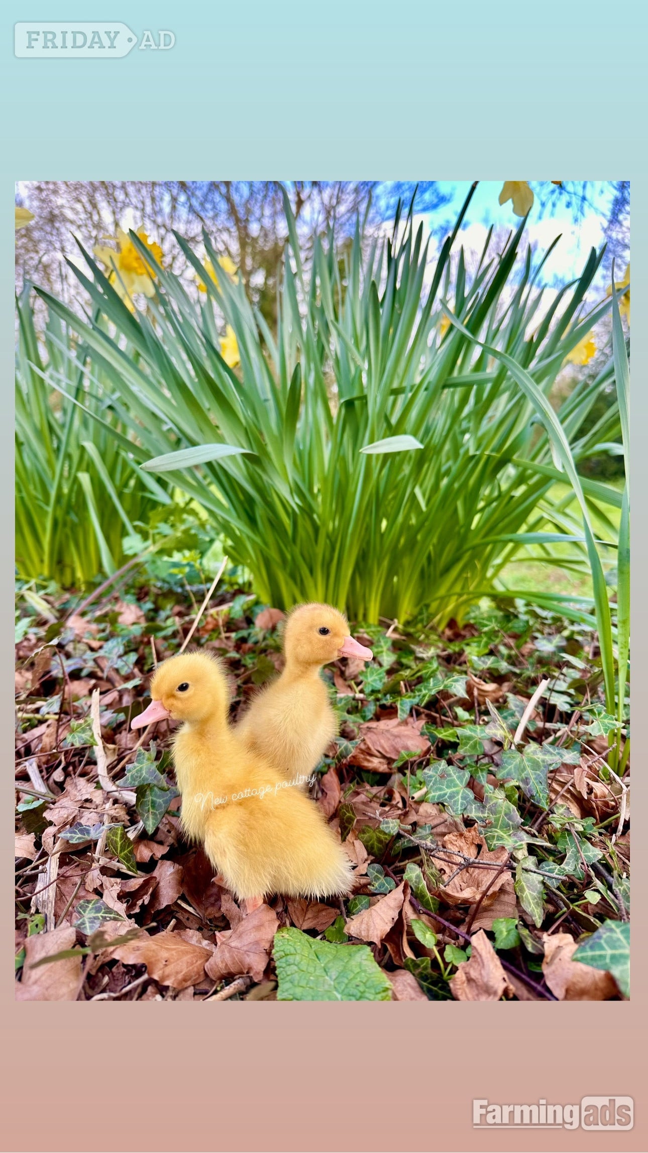 Ducks &amp; Ducklings in a range of breeds 