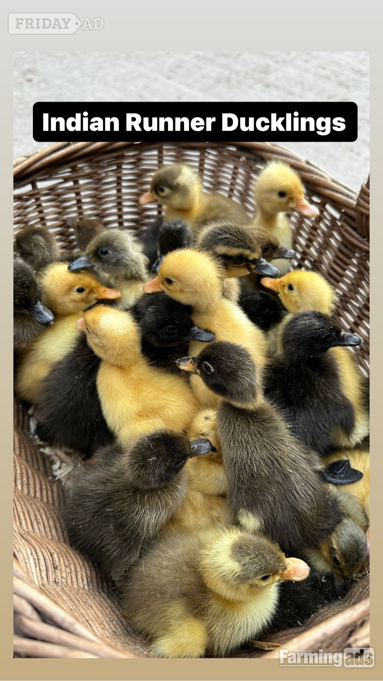 Swannington Ducks &amp; Ducklings in a range of breeds 