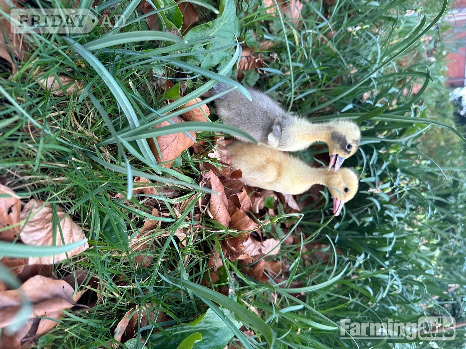 Ducks &amp; Ducklings in a range of breeds  - Poultry in Swannington