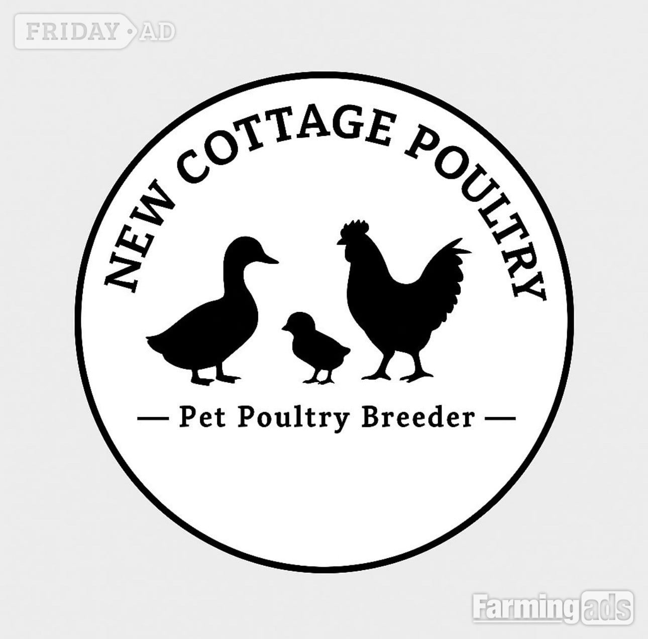 Ducks &amp; Ducklings in a range of breeds  - Poultry