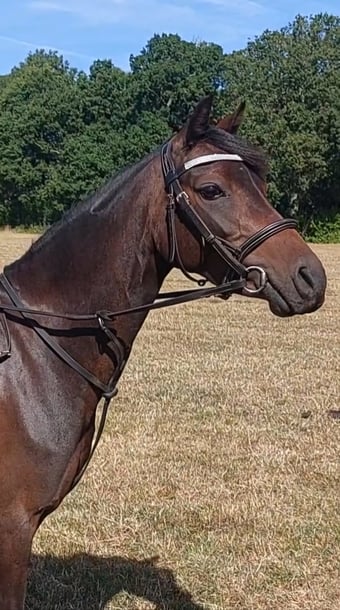 "Henry" Dark Bay Gelding Pony Club Pony