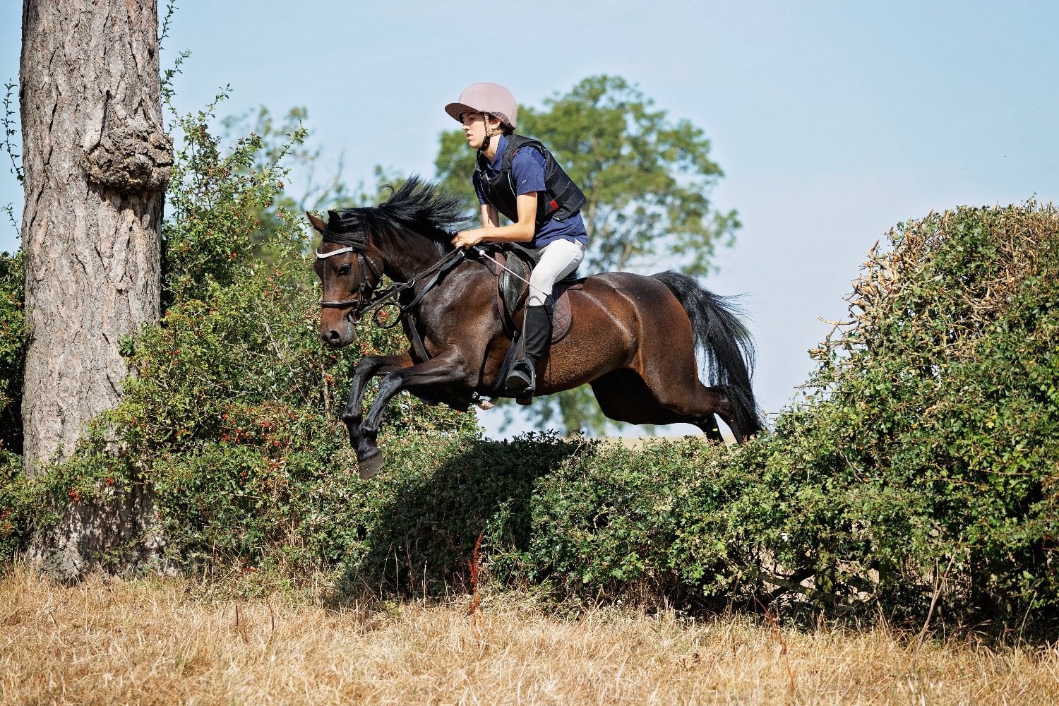 Coalville "Henry" Dark Bay Gelding Pony Club Pony
