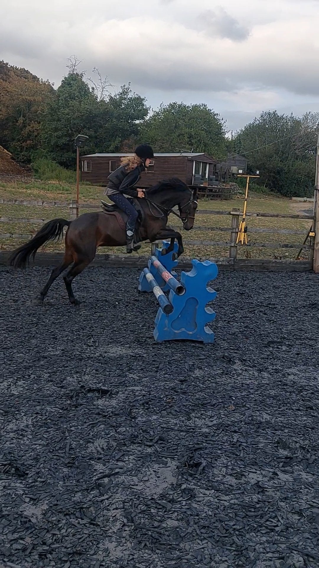 "Henry" Dark Bay Gelding Pony Club Pony - Horses in Coalville