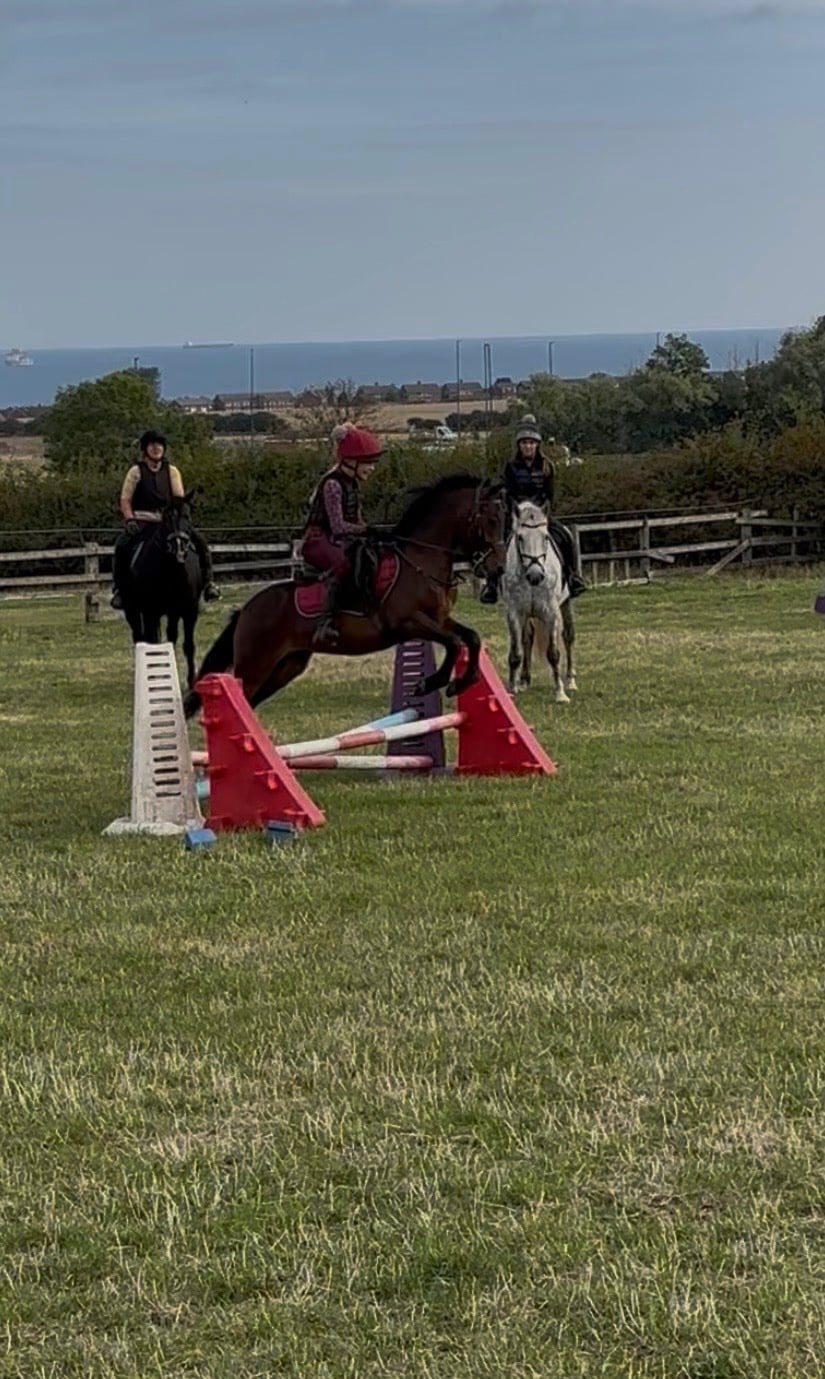 "Ezra " Bay Gelding Pony Club Pony