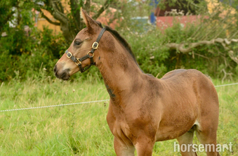 "Prince " Bay Colt Youngstock / Foal